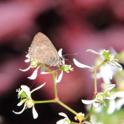 IMG_0573 Langs Short-tailed Blue.JPG